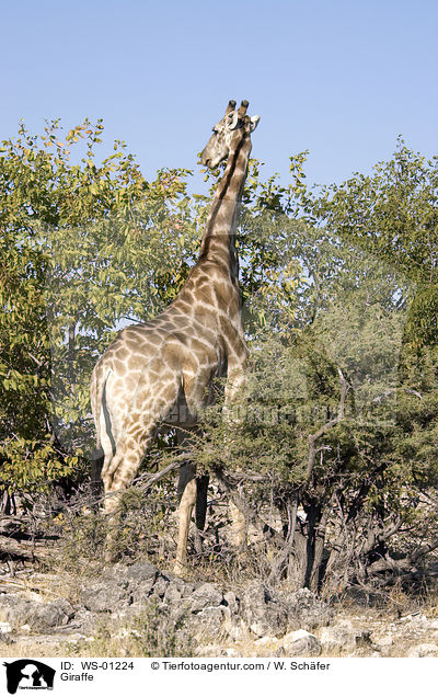 Giraffe im Etosha Nationalpark Namibia / Giraffe / WS-01224