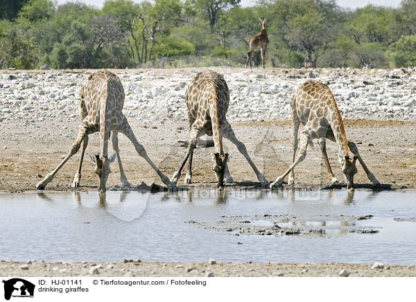 trinkende Giraffen / drinking giraffes / HJ-01141