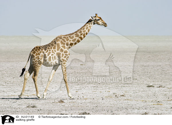 laufende Giraffe / walking giraffe / HJ-01149