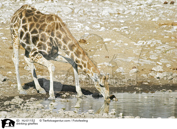 trinkende Giraffen / drinking giraffes / HJ-01152