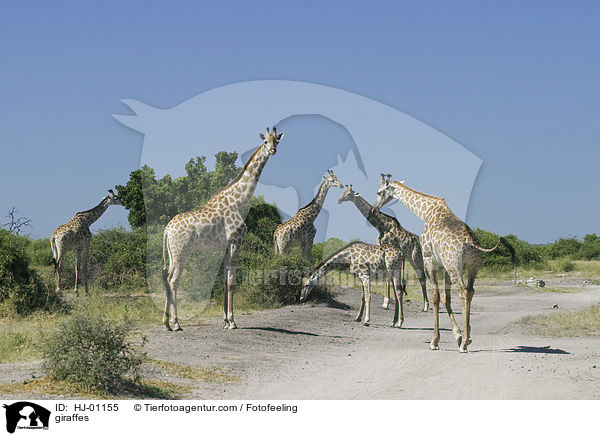 Giraffen / giraffes / HJ-01155