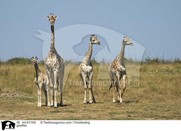 Giraffen / giraffes / HJ-01160
