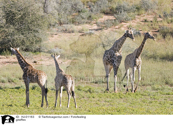 Giraffen / giraffes / HJ-01163