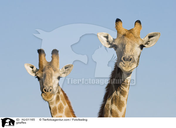 Giraffen / giraffes / HJ-01165