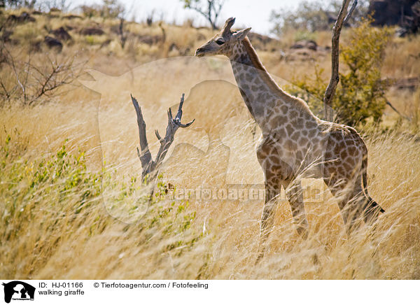 laufende Giraffe / walking giraffe / HJ-01166
