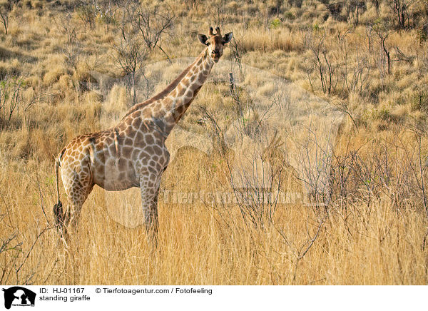 stehende Giraffe / standing giraffe / HJ-01167