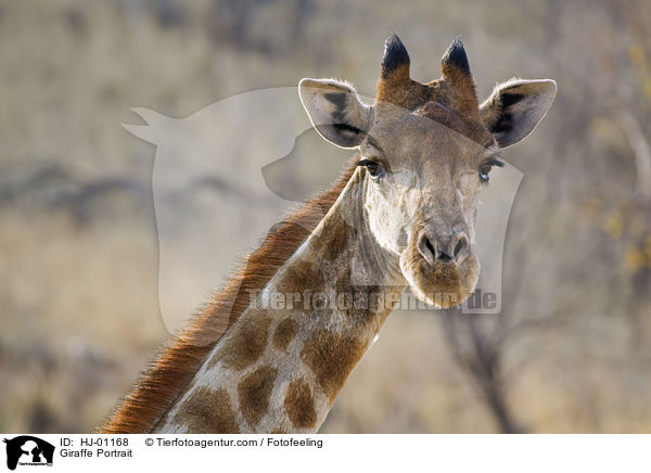 Giraffe Portrait / Giraffe Portrait / HJ-01168