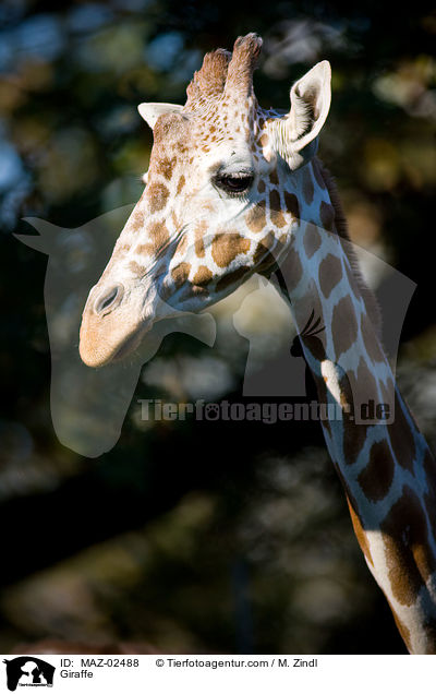 Giraffe / MAZ-02488