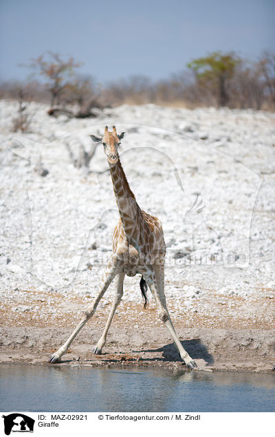 Giraffe / MAZ-02921