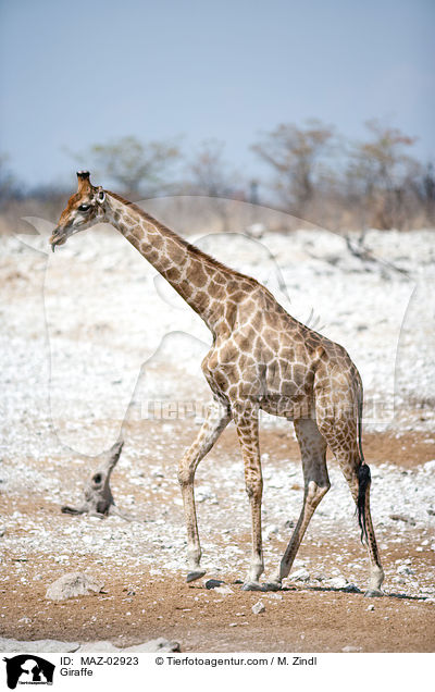 Giraffe / Giraffe / MAZ-02923