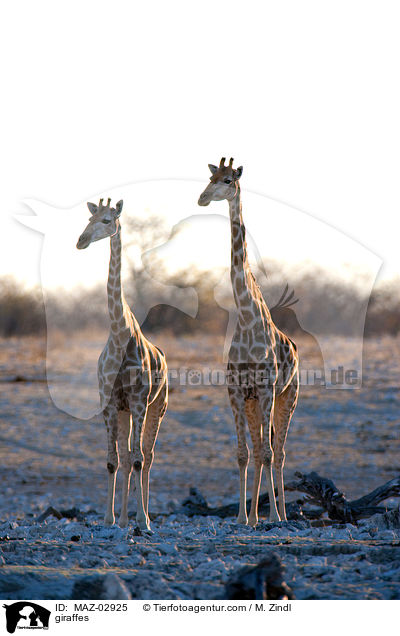 Giraffen / giraffes / MAZ-02925