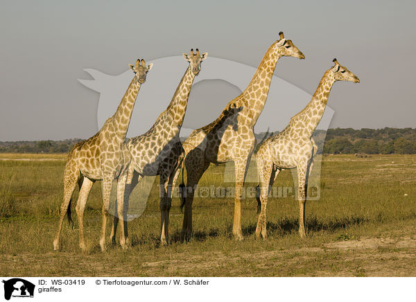 giraffes / WS-03419