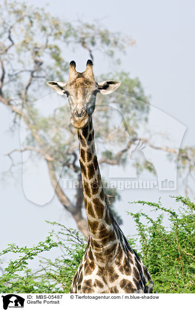 Giraffe Portrait / Giraffe Portrait / MBS-05487