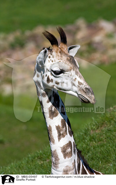 Giraffe Portrait / Giraffe Portrait / MBS-05497