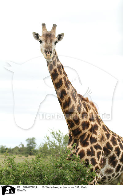 Giraffe / MK-02804