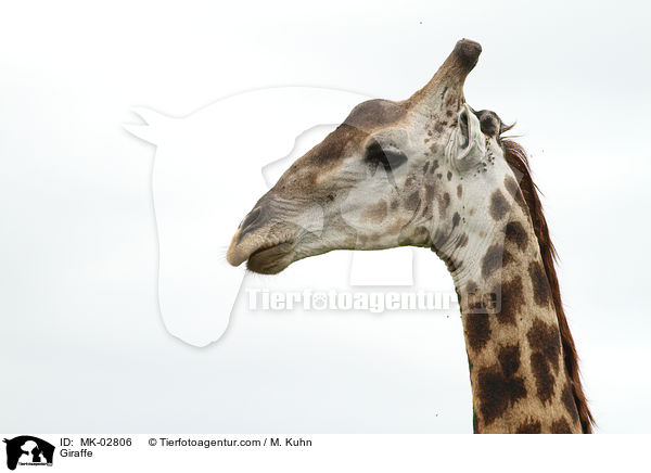 Giraffe / MK-02806