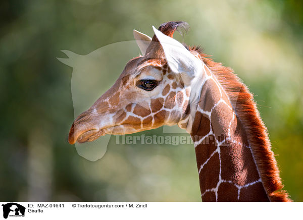 Giraffe / Giraffe / MAZ-04641