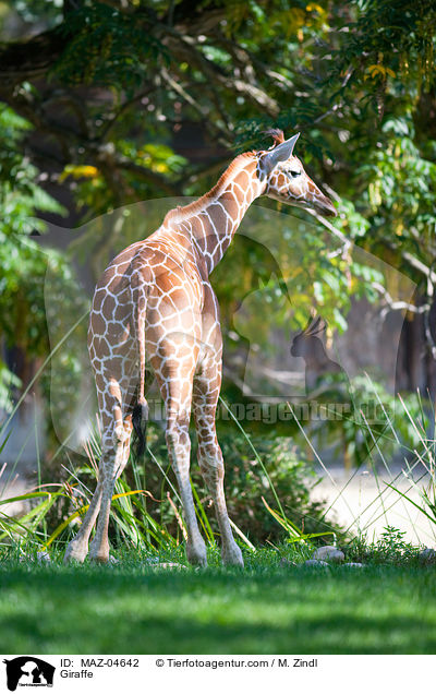 Giraffe / Giraffe / MAZ-04642