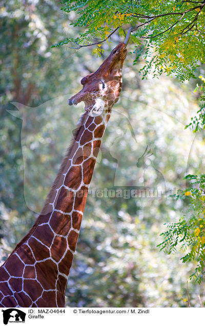 Giraffe / Giraffe / MAZ-04644