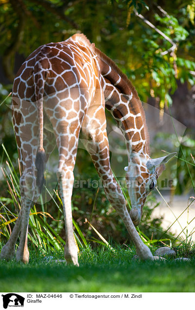 Giraffe / Giraffe / MAZ-04646