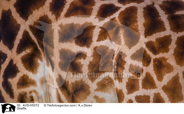 Giraffe / AVD-05072