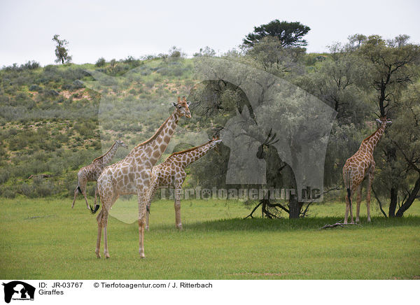 Giraffes / JR-03767