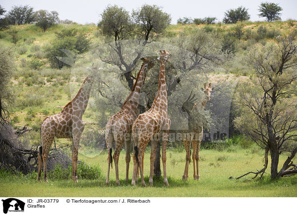 Giraffes / JR-03779