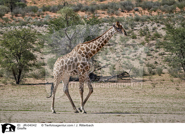 Giraffe / Giraffe / JR-04042