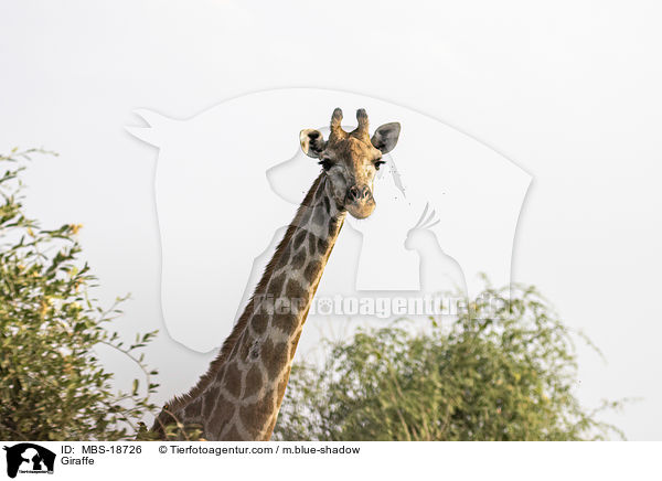 Giraffe / Giraffe / MBS-18726