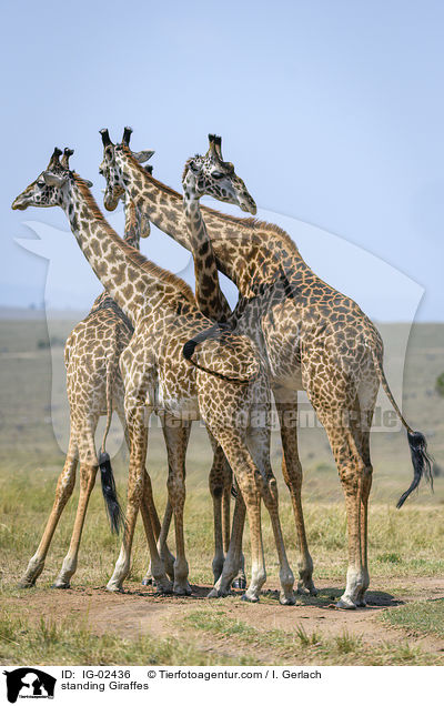 stehende Giraffen / standing Giraffes / IG-02436