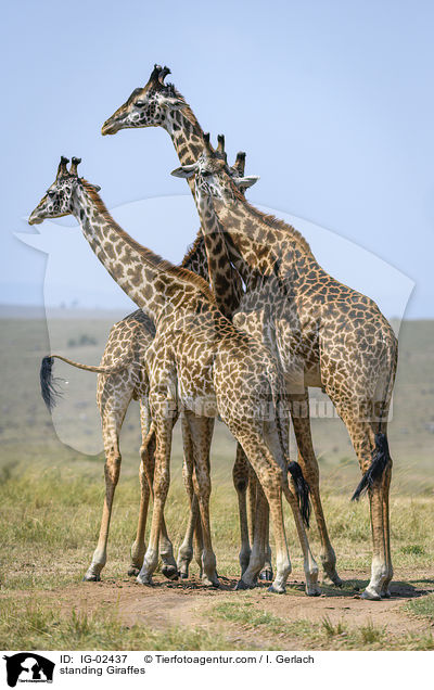 stehende Giraffen / standing Giraffes / IG-02437