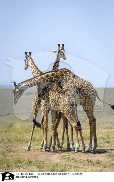 stehende Giraffen / standing Giraffes / IG-02438