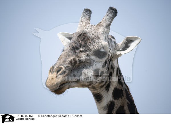 Giraffe Portrait / Giraffe portrait / IG-02450