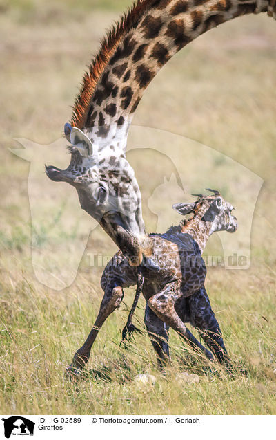 Giraffen / Giraffes / IG-02589