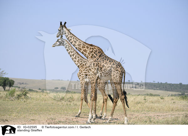 stehende Giraffen / standing Giraffes / IG-02595