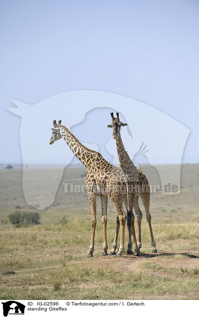 stehende Giraffen / standing Giraffes / IG-02596