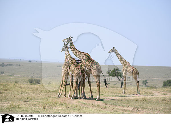 stehende Giraffen / standing Giraffes / IG-02598