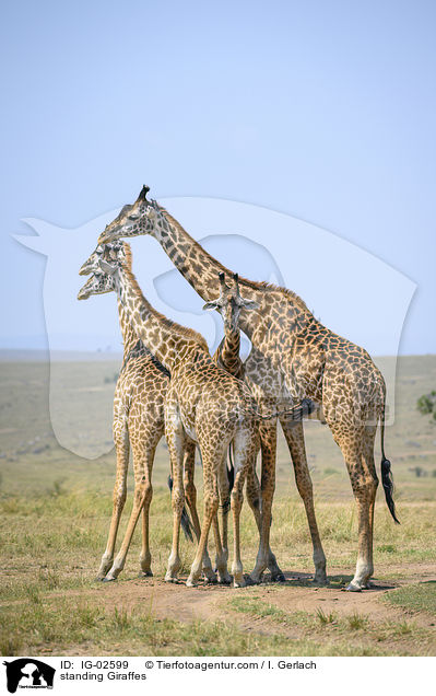 standing Giraffes / IG-02599