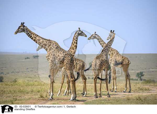 stehende Giraffen / standing Giraffes / IG-02601