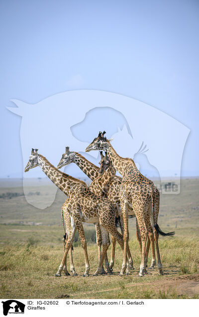 Giraffen / Giraffes / IG-02602