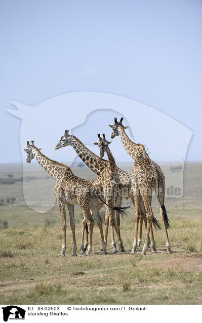 stehende Giraffen / standing Giraffes / IG-02603