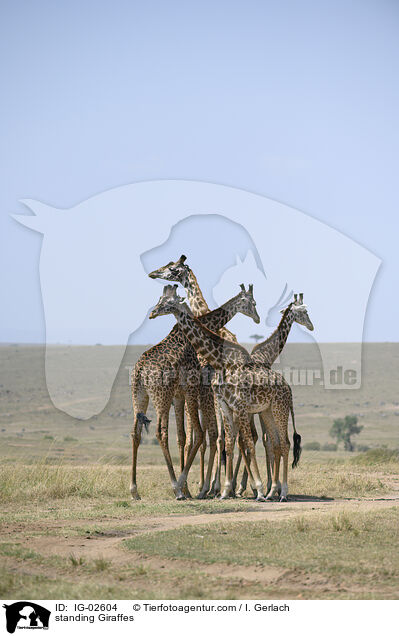 stehende Giraffen / standing Giraffes / IG-02604