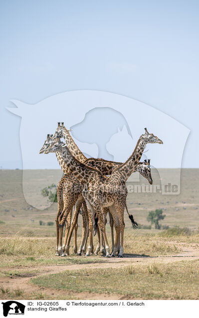 stehende Giraffen / standing Giraffes / IG-02605