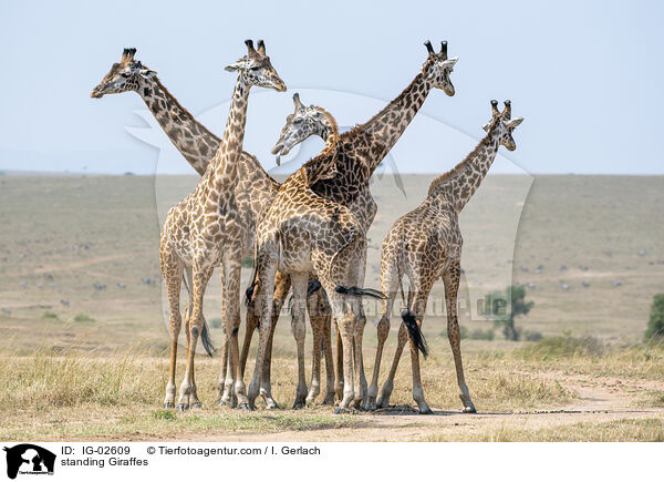 stehende Giraffen / standing Giraffes / IG-02609