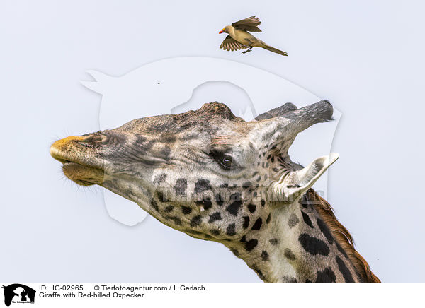 Giraffe mit Rotschnabel-Madenhacker / Giraffe with Red-billed Oxpecker / IG-02965