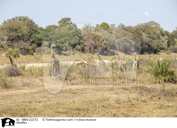 Giraffen / Giraffes / MBS-22272