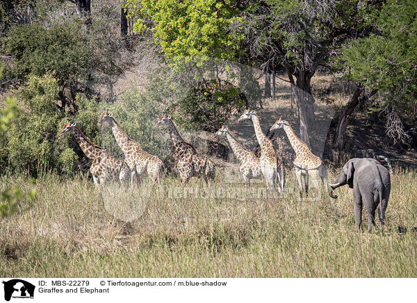 Giraffen und Elefant / Giraffes and Elephant / MBS-22279