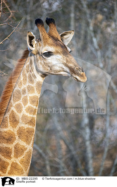 Giraffe Portrait / Giraffe portrait / MBS-22295