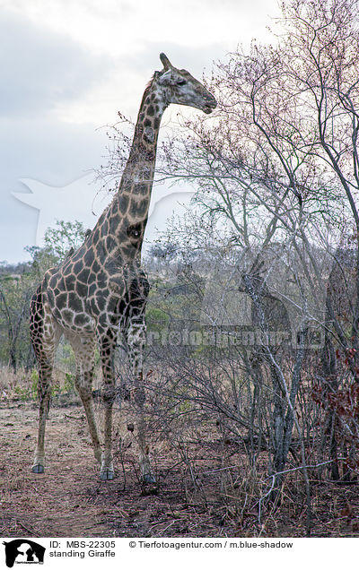 stehende Giraffe / standing Giraffe / MBS-22305