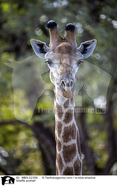 Giraffe Portrait / Giraffe portrait / MBS-22356